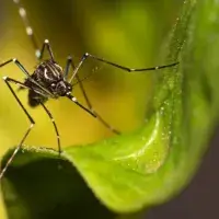 dengue